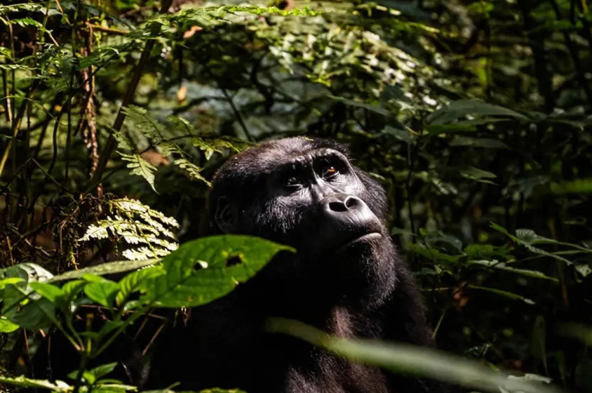 Uganda: Gorilas y Más