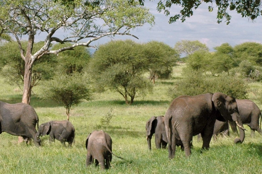 Kenia y Tanzania